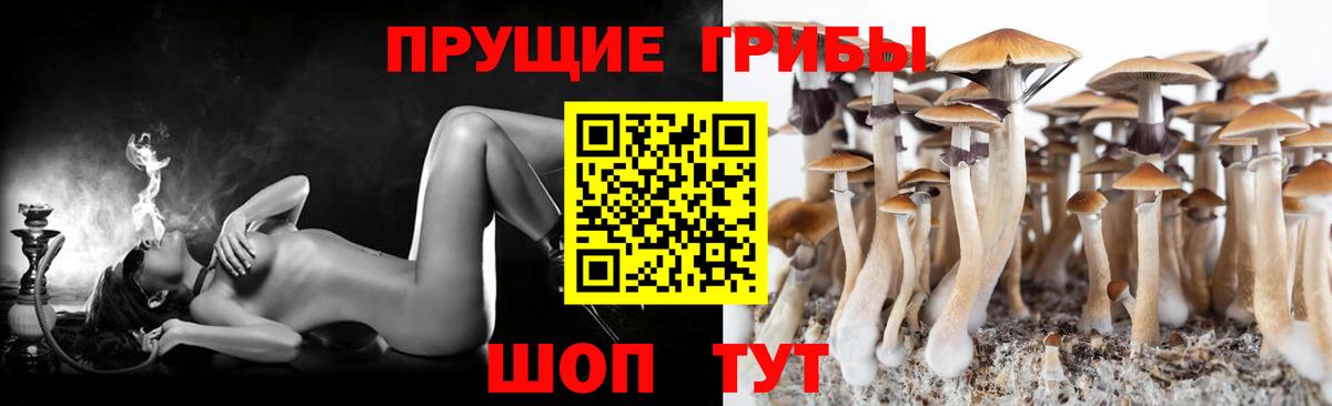 Псилоцибиновые грибы Cubensis  Вход с VPN  Сосновый Бор 